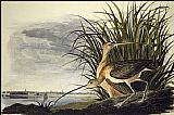 John James Audubon Famous Paintings - Long-Billed Curlew